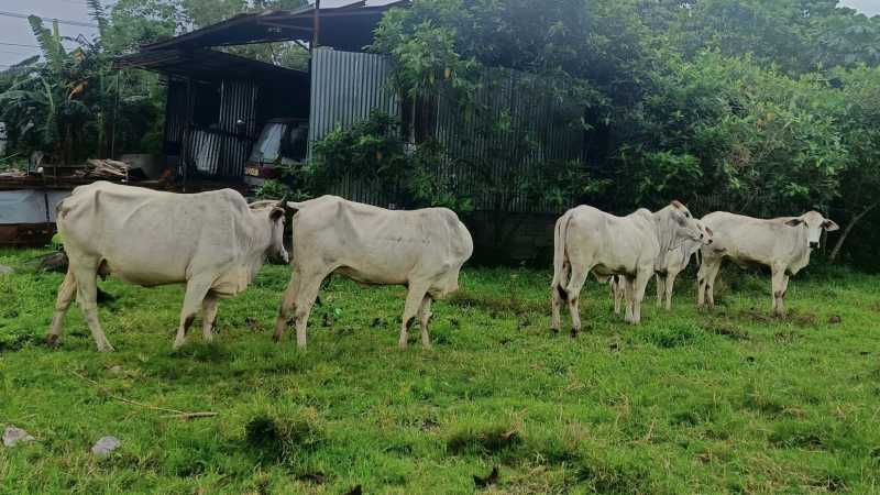 Cow