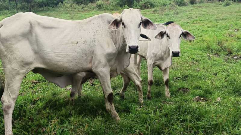 Cow